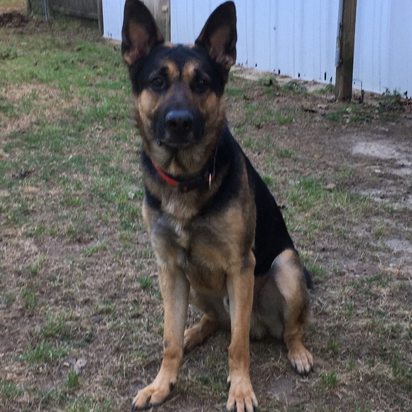 Meet your posher, Misty - Picture 2 of 2